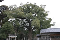 小木阿蘇神社のクス