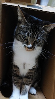 箱入り猫